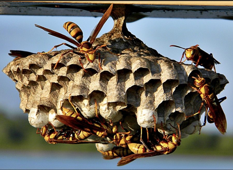 Wasp Nest